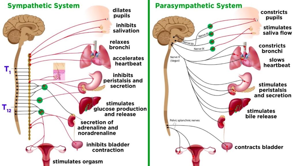 Nervous System